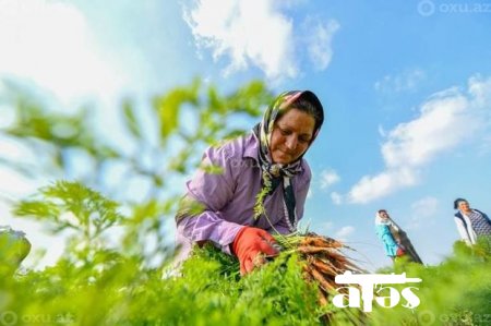 Güllə yağışı altında məhsul yığımı ilə məşğul olan Azərbaycan qadını - FOTO