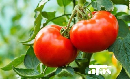 Rusiyaya ixrac olunan məhsullara məhdudiyyətlərin aradan qaldırılması üçün görüş keçirilib - FOTO