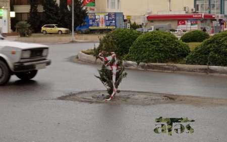 Sumqayıtda yoldakı “lyuk”a şam ağacı basdırılıb - Foto