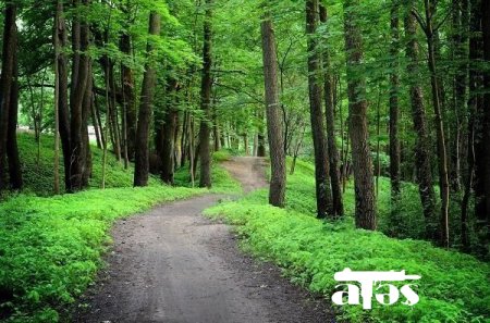 “Ermənilər digər rayonlardakı ağacları kəsib, Hadrutdakıları isə turistik abidə kimi saxlayıblar” - AÇIQLAMA