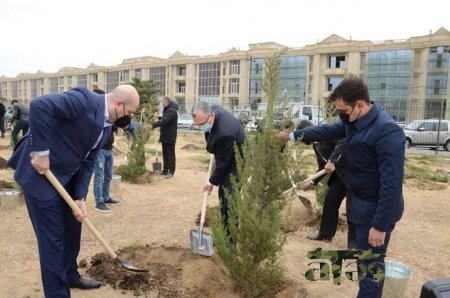 Bakıda 200 ədəd yeni ağac əkildi