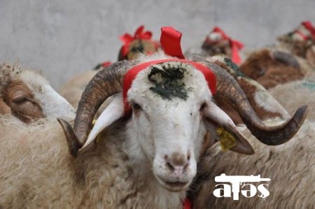 Qurban bayramında ət kəsimi ilə bağlı qurumdan RƏSMİ AÇIQLAMA