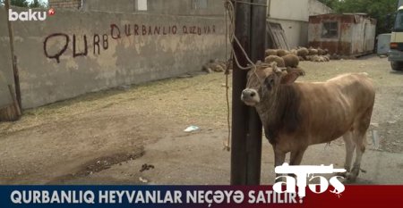 Qurbanlıq heyvanlar neçəyə satılır? - VİDEO