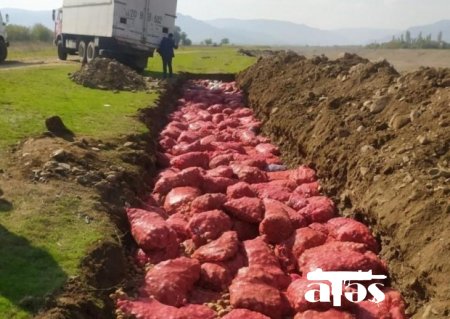 Rusiyadan Azərbaycana gətirilən kartofda zərərverici aşkarlandı