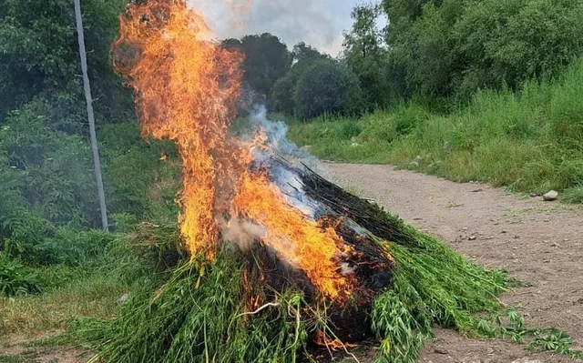 Laçında yabanı halda bitən çətənə bitkiləri yandırıldı