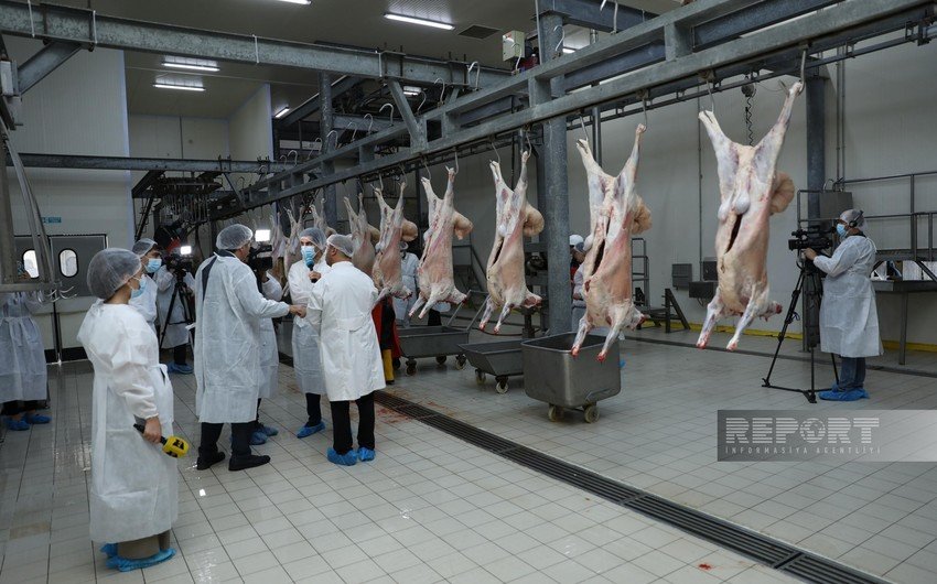 AQTA Qurban bayramı ilə bağlı ölkə üzrə 147 ünvanda qurbanlıq heyvanların satışı və kəsimi xidməti təşkil edib